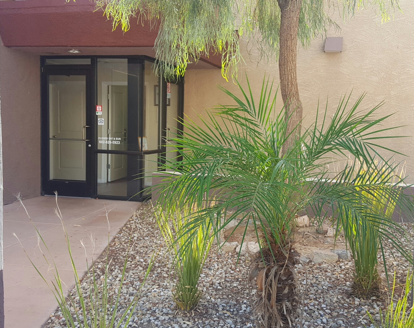 a palm tree in a courtyard in front of a building